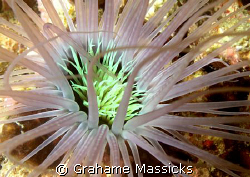 Shot on my Olympus 5060, off the beach at Salang, Tioman ... by Grahame Massicks 
